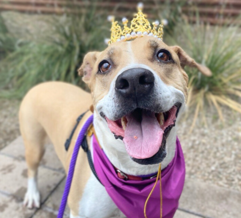 Photo of PACC dog Duke