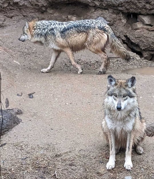 Photo of Mexican Grey Wolves at the Arizona Sonora Desert Museum