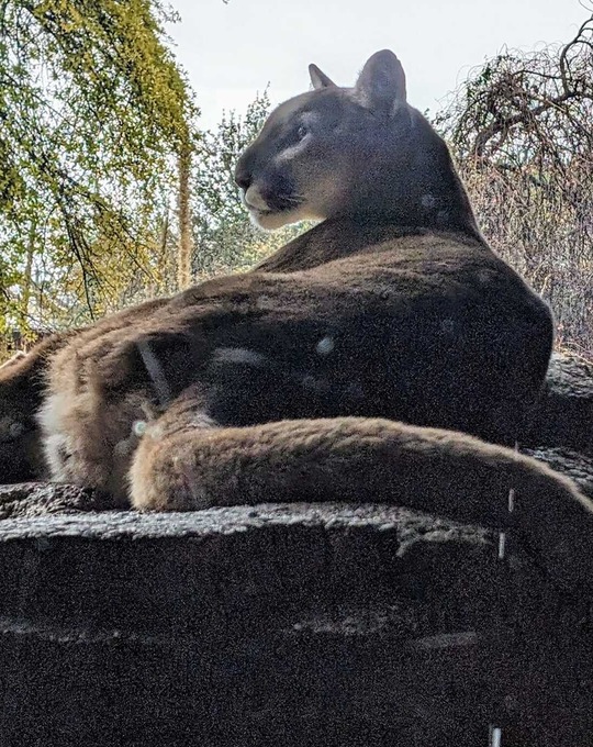 Photo of a mountain lion at the Arizona Sonora Desert Museum.