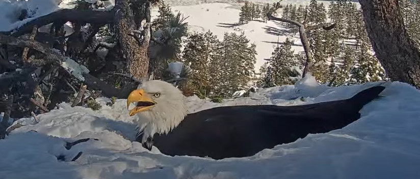 A bald eagle land on the snow 