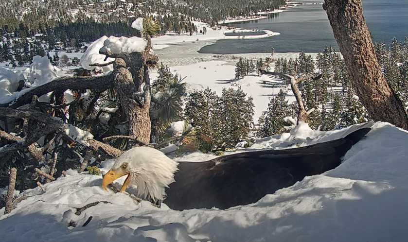 A bald eagle builds the nest