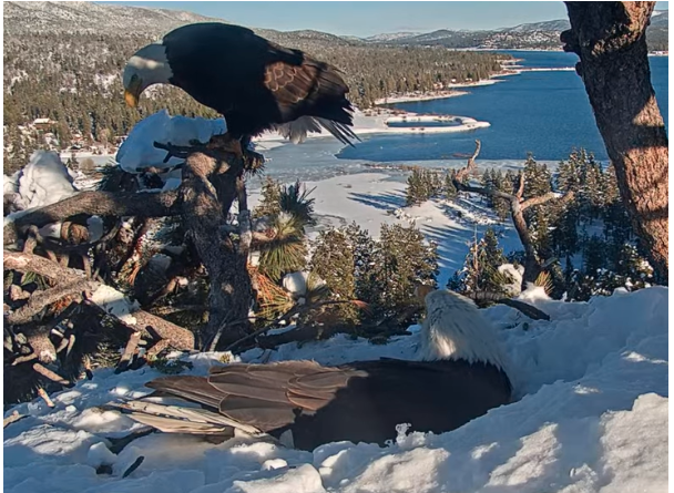 The two bald eagles work together to build the nest 