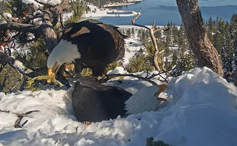 The two bald eagles work together to build the nest 