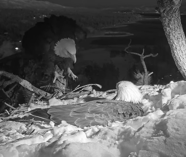 The two bald eagles work together to build the nest at night