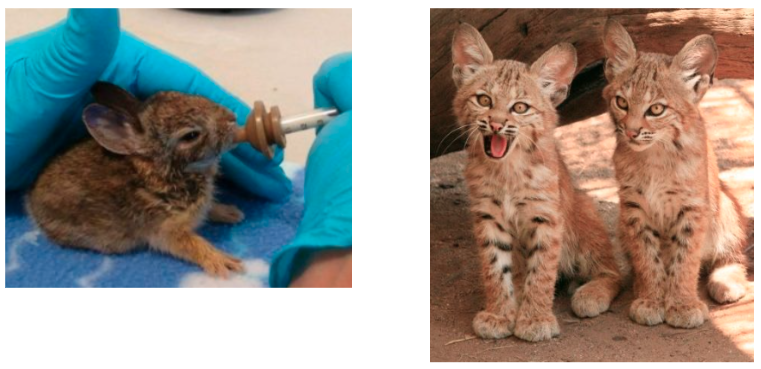 Picture shows a baby rabbit get fed and two bobcats stand next to each other 