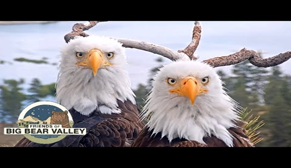 Big Bear Bald Eagle Live Nest
