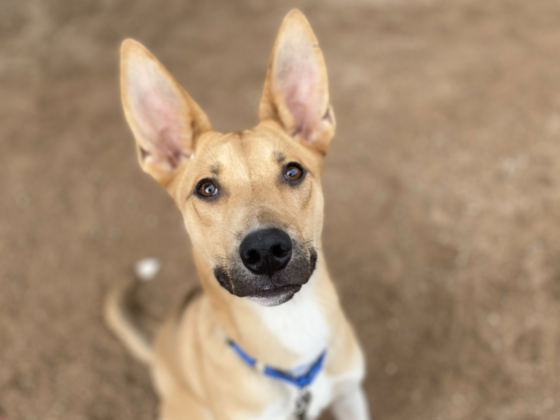 Photo of PACC dog Fennec