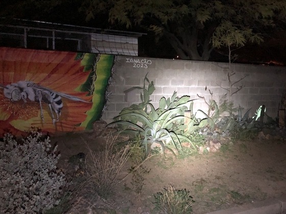 Photo of Desert Pollinators with the reflective Scorpions as seen in the dark.