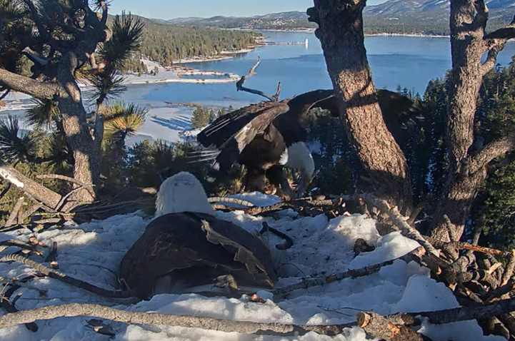 Picture of both eagles making the switch in duty