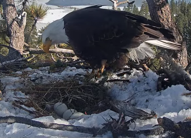 Picture of eagle standing up and you can see the eggs