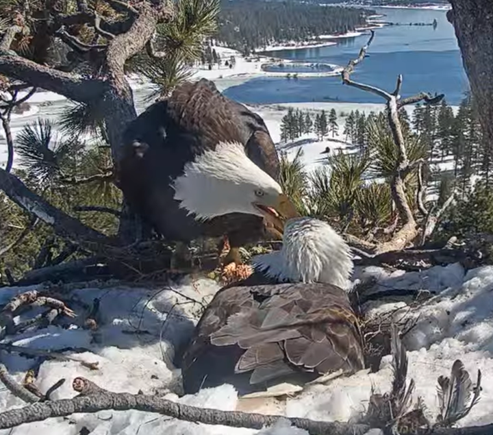 Picture of both eagles showing a public display of affection