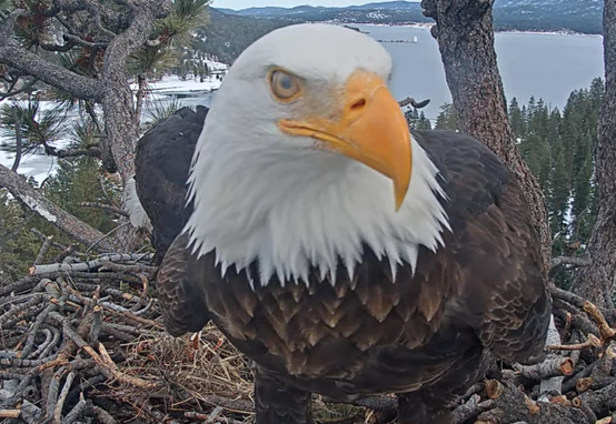 Picture of the eagle staring at camera