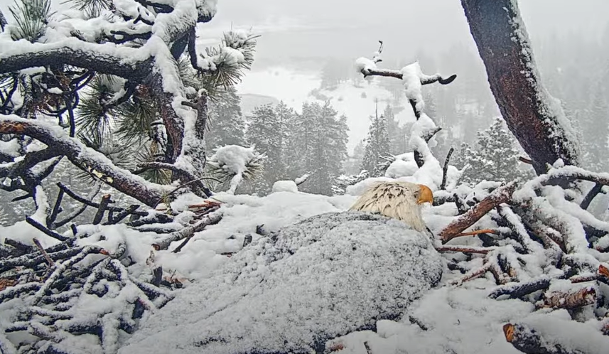 Bald eagle stays on the nest during the flurry of snow 