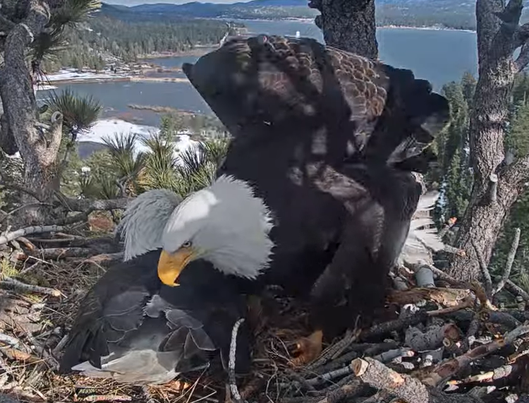 Another bald eagle ready to take turn to stay on top of their eggs