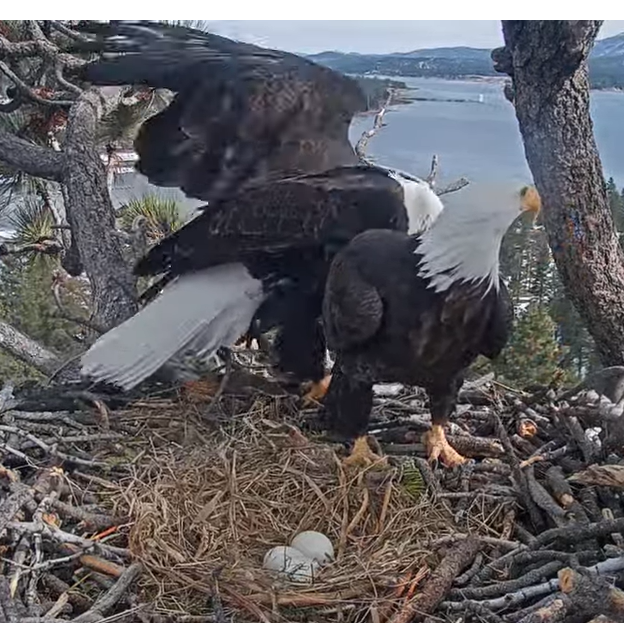 Some white eggs on the nest and the two eagles that take turn to stay on top of it