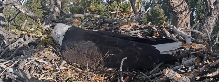 An eagle collect more twigs and branches while keep the egg warms 