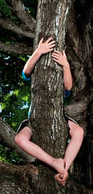 A person climb a tree