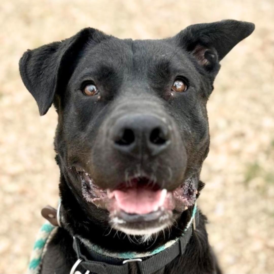 Photo of Pima Animal Care Center dog "Smoke".