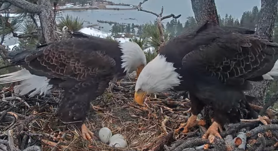 Picture of both mom and dad looking at their eggs