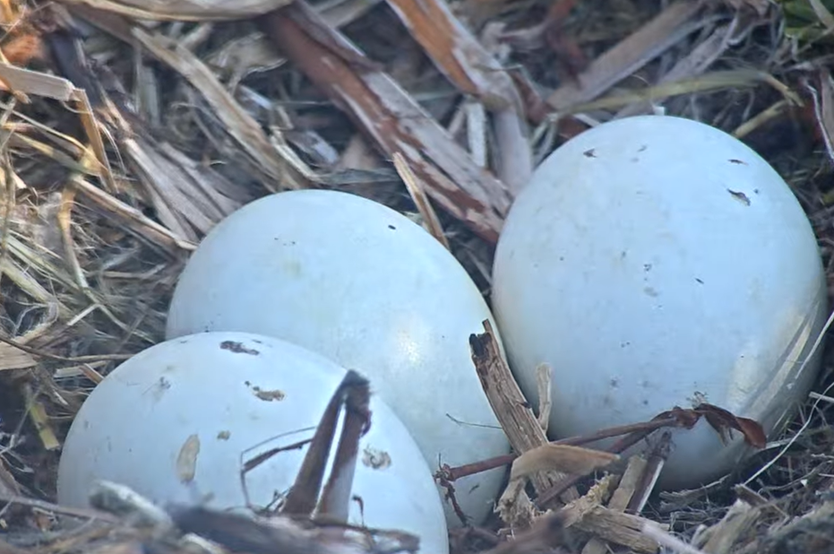 Picture of a close up on eggs