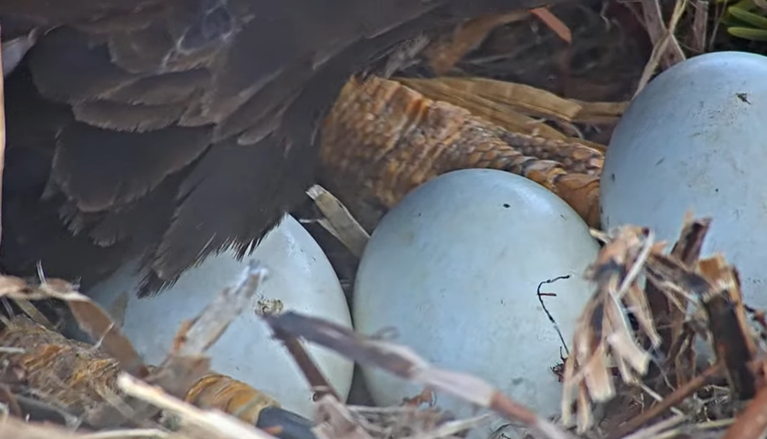 Picture of mom making her space on the eggs