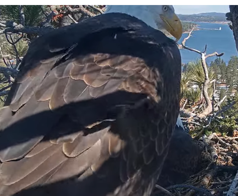 Picture of male eagle landing on the camera