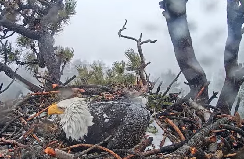 Picture of mom with her wings wet from the storm coming