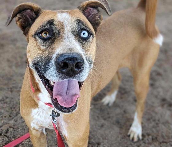 Photo of PACC dog Dime.