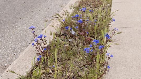 Photo of Blue Bells at the front of the Ward 3 Office