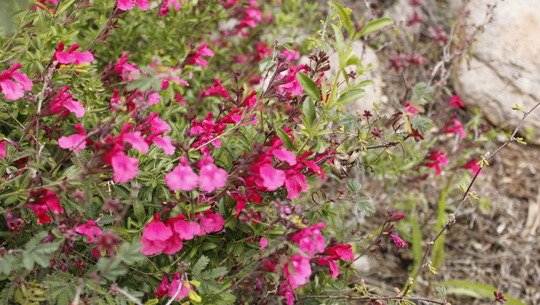 Photo of Red Flowers in the rain garden.