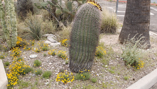 Photo of Yellow flowers in the Ward 3 Garden.