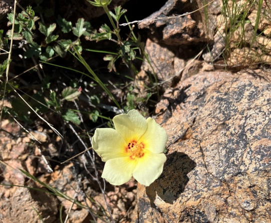 Photo of Desert Rosemallow