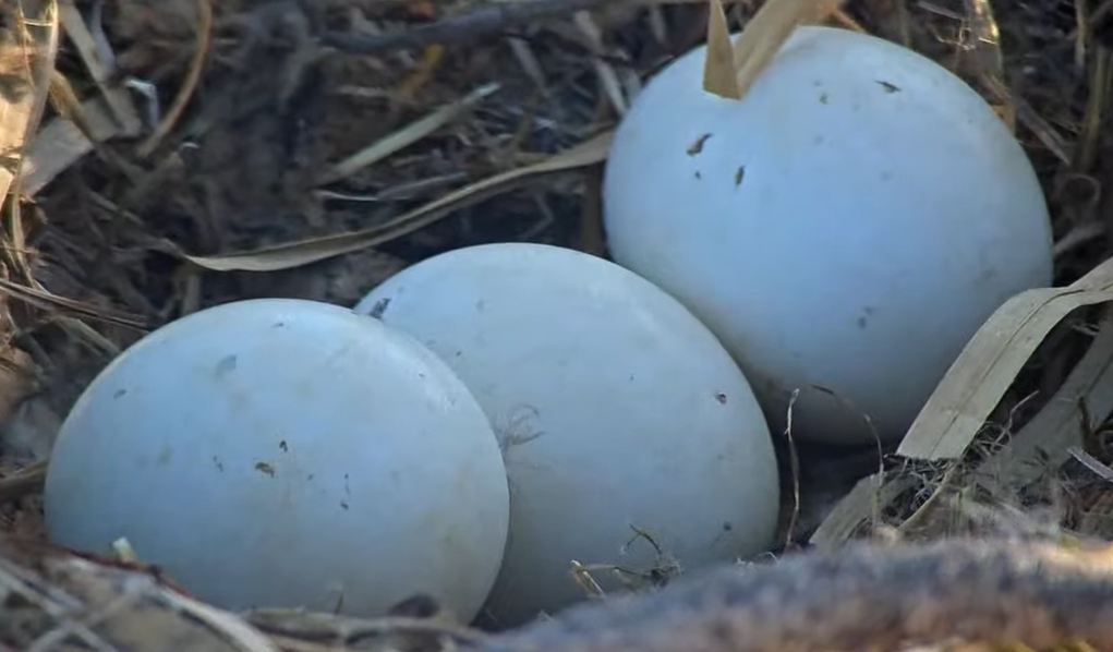 Closeup picture of three bald eagle eggs