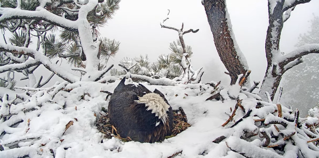 Picture of one of the bald eagles on the nest cover with snow