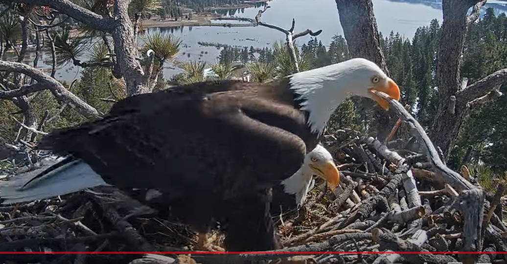 Picture of the bald eagles on top of the nest
