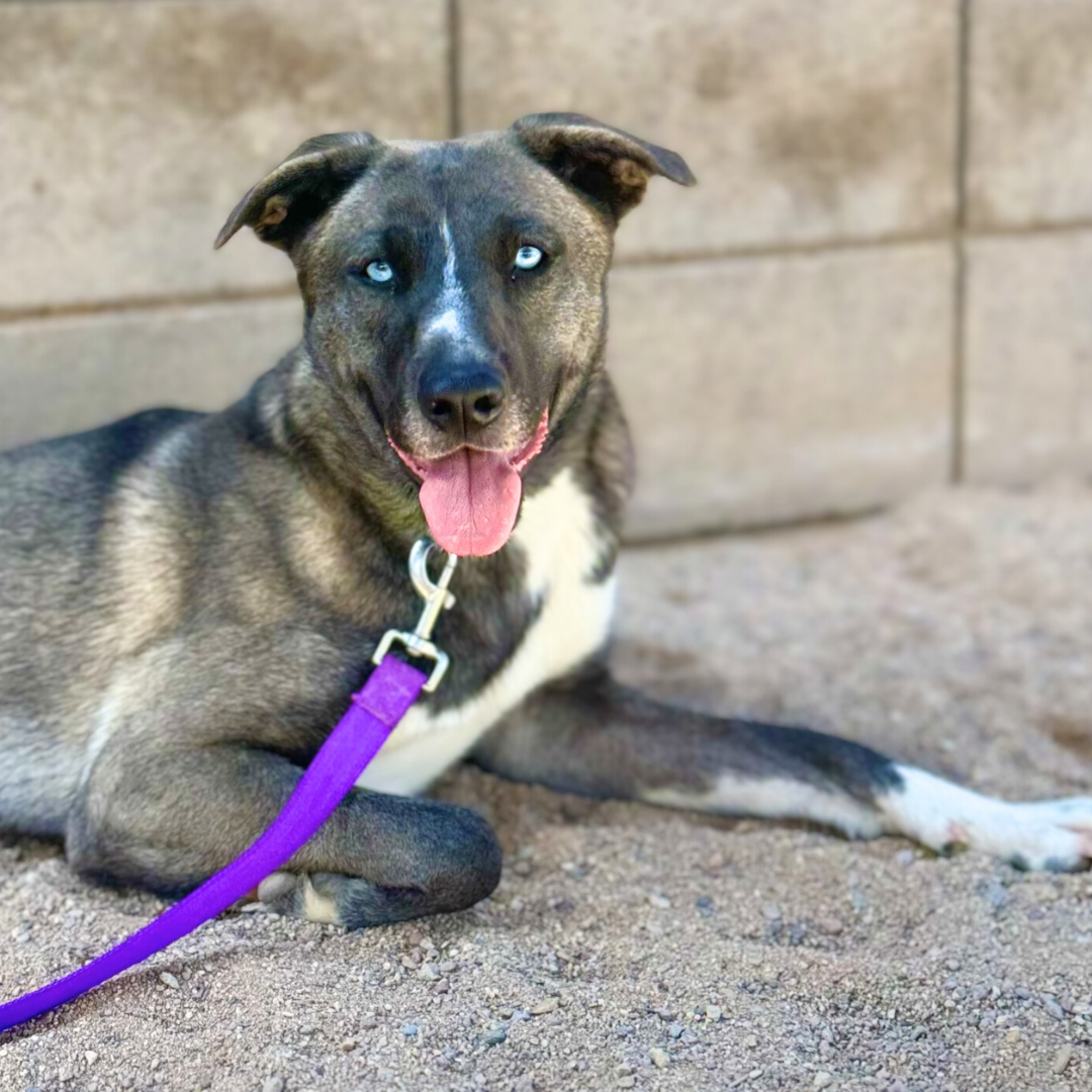 Pima Animal Care Center Dog Luna