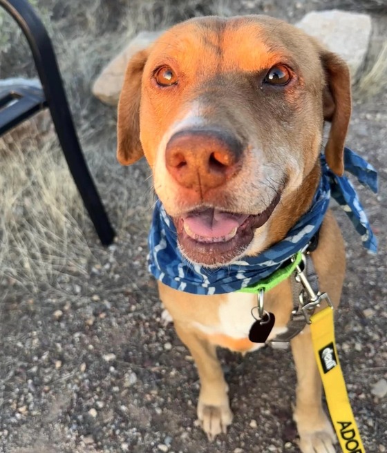 Photo of PACC dog Carol.