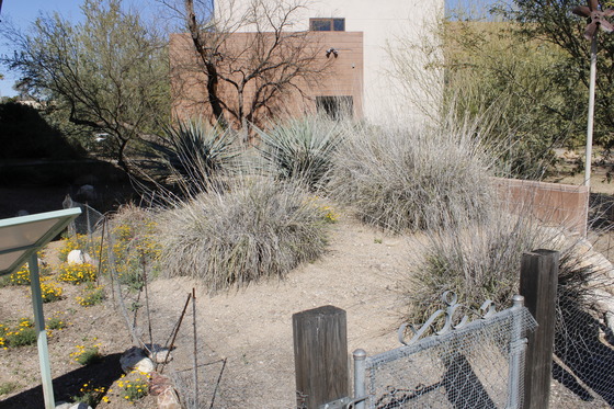 Photo of a native grassland garden at TNC. 