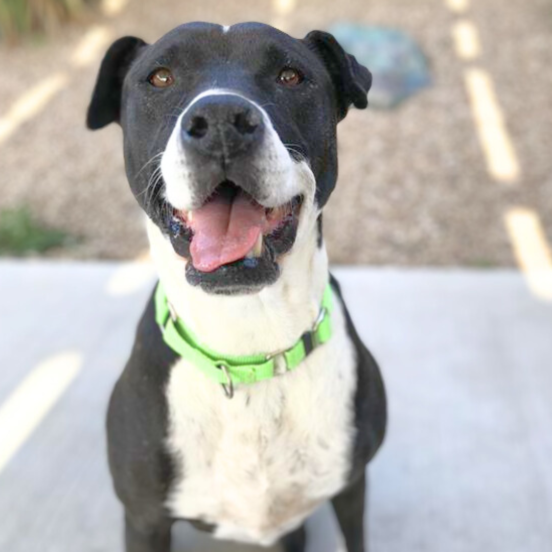 Photo of Pima Animal Control Dog Viola