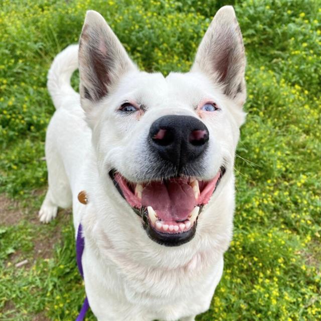 Photo of Pima animal control dog Martha Blue