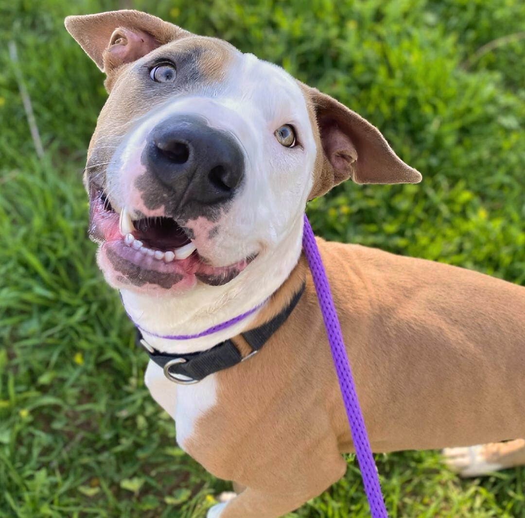 Photo of Pima animal care center dog "Lover Boy".
