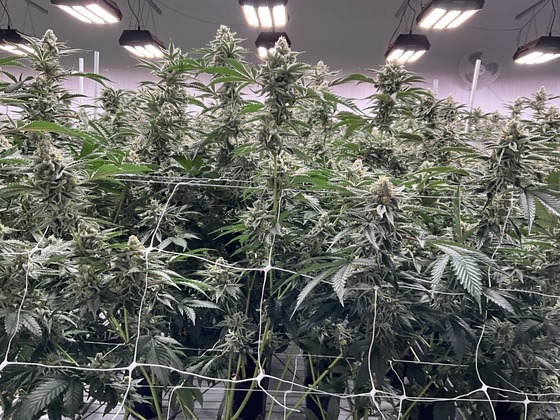 Photo of close up of a cannabis plant.