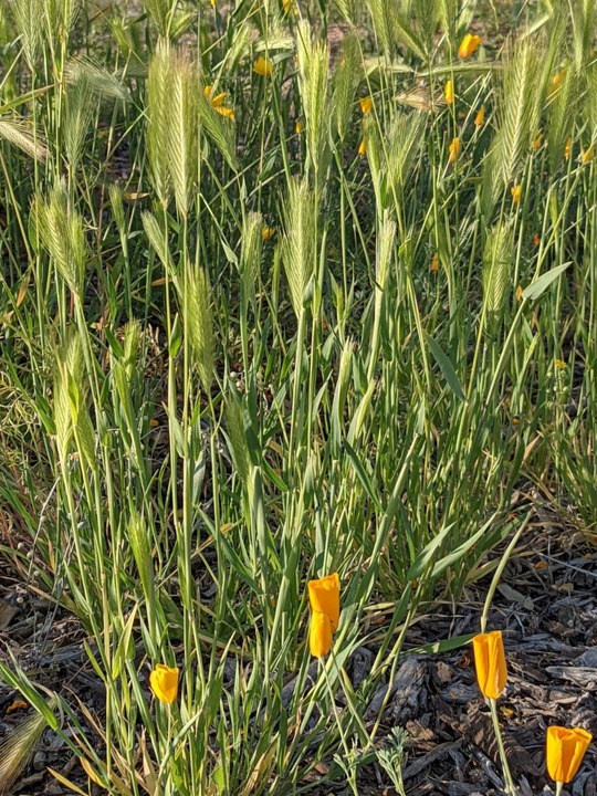 Graphic of Fox Tail plant