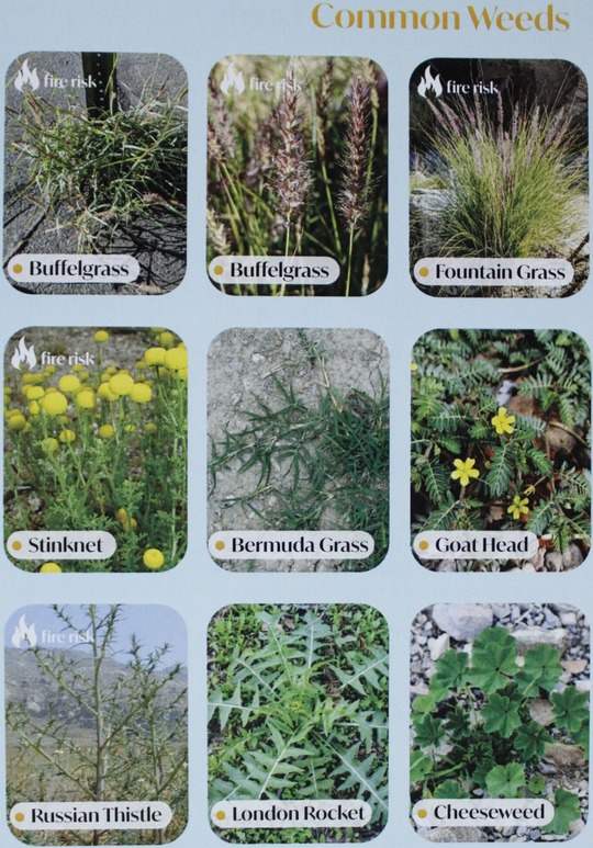 Graphic of different types of common weeds