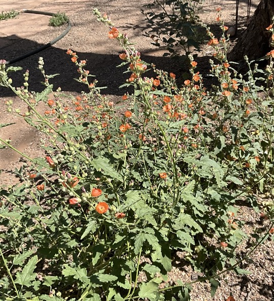 Photo of Desert globe mallows.