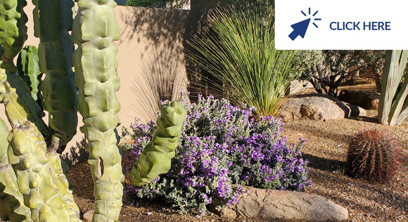 May 2024 Conservation Tip