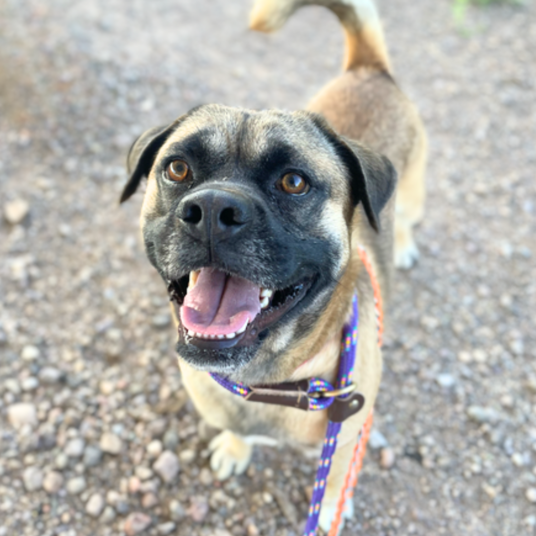 Photo of Pima Animal Care Center Dog Ellis