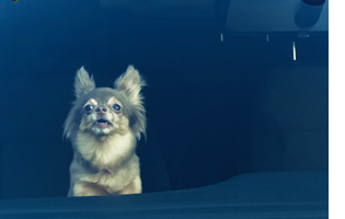  A long-haired Chihuahua looks out the windshield of a closed, locked car.