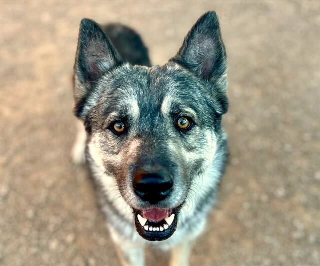 Photo of Pima Animal Care Center dog Togo