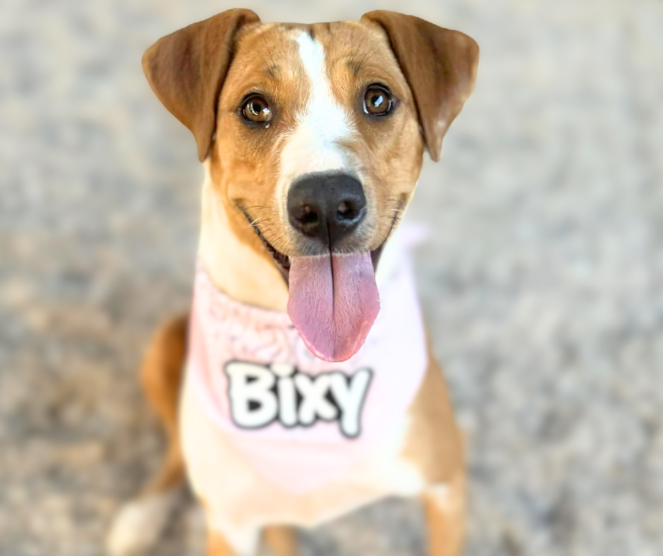 Photo of Pima animal Care Center dog Bixy.